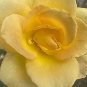 Meet your Posher, Marie